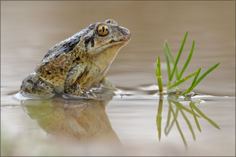 Katzenauge Foto & Bild tiere, wildlife, amphibien & reptilien
