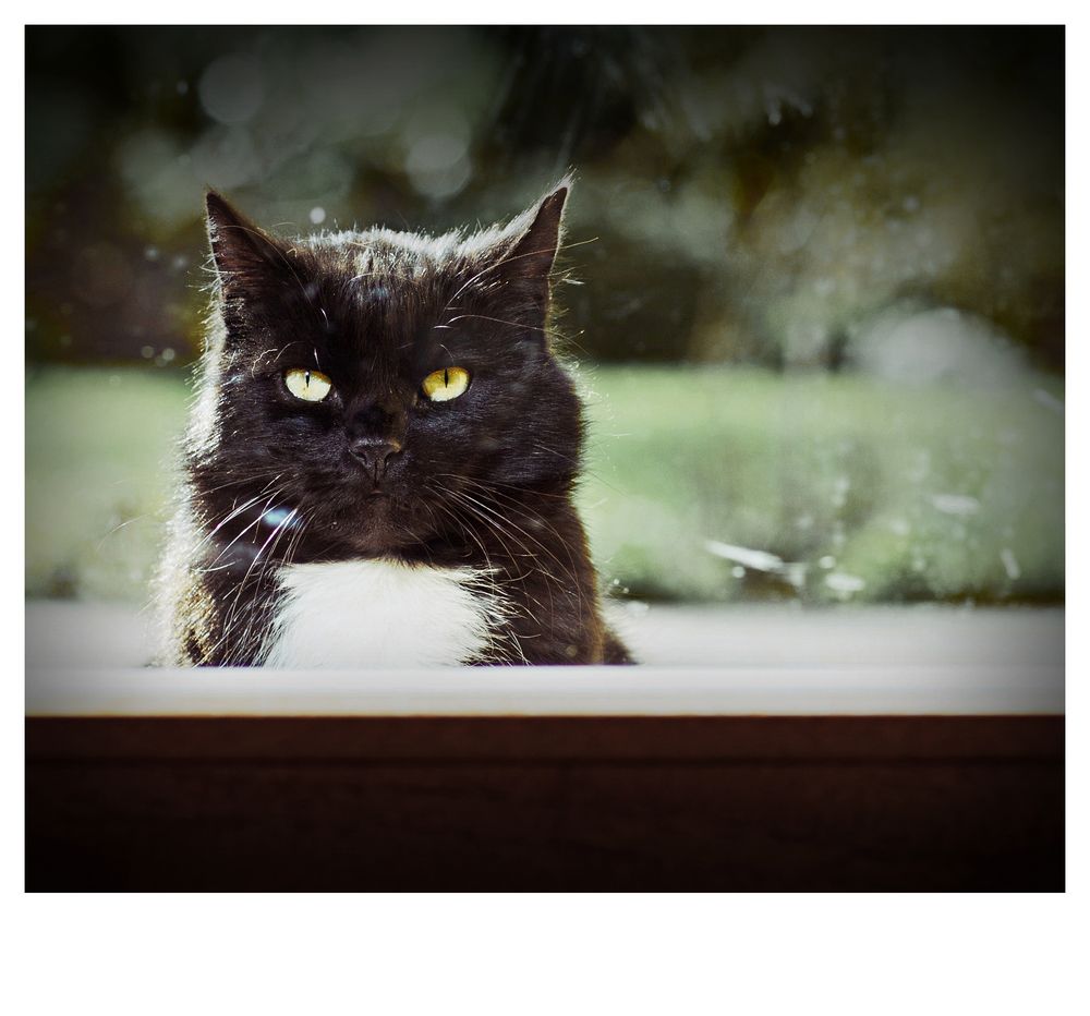  Katzenauge Foto & Bild tiere, haustiere, katzen Bilder auf