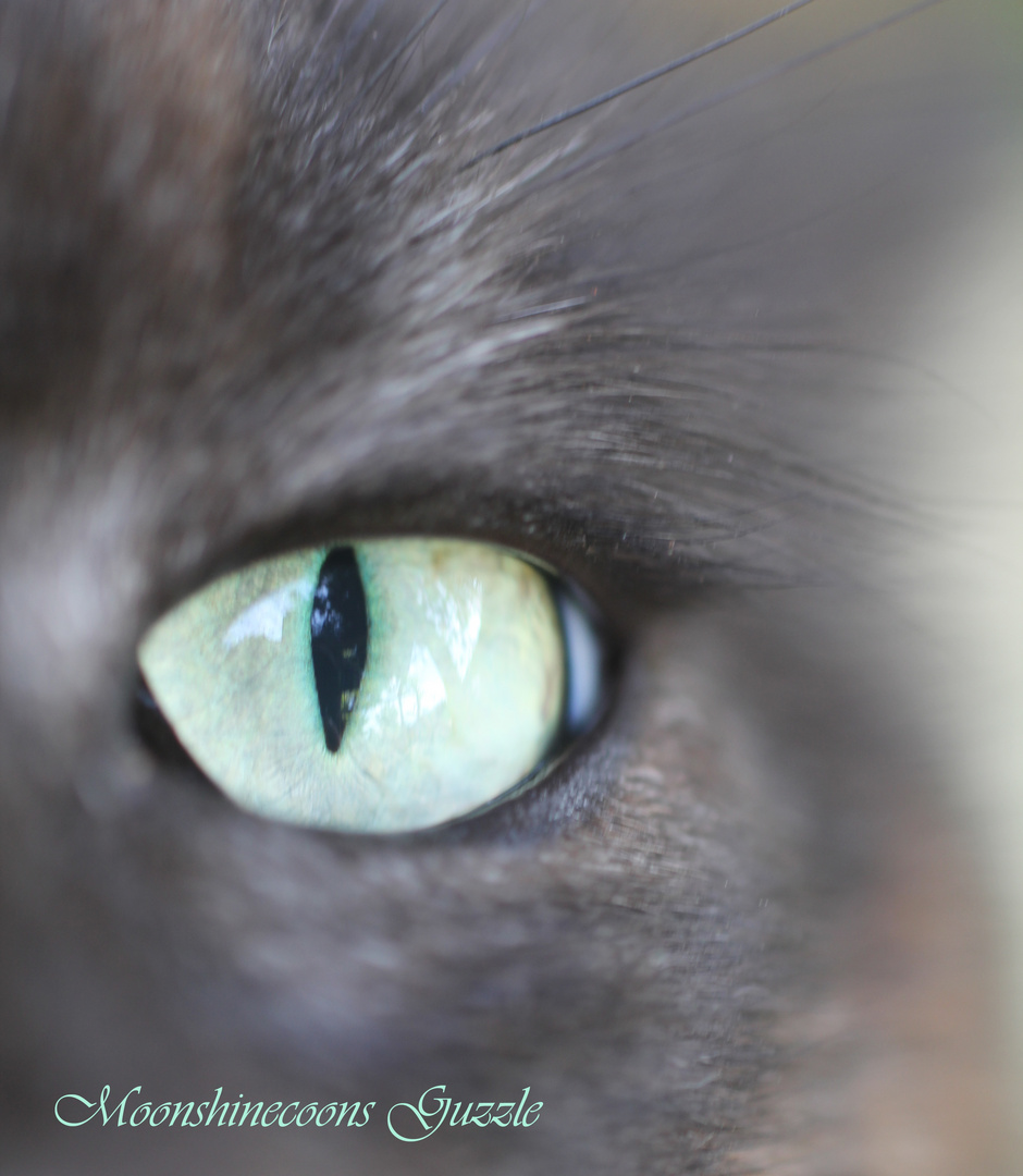 Katzenauge Foto & Bild | tiere, tierdetails, grün Bilder auf fotocommunity
