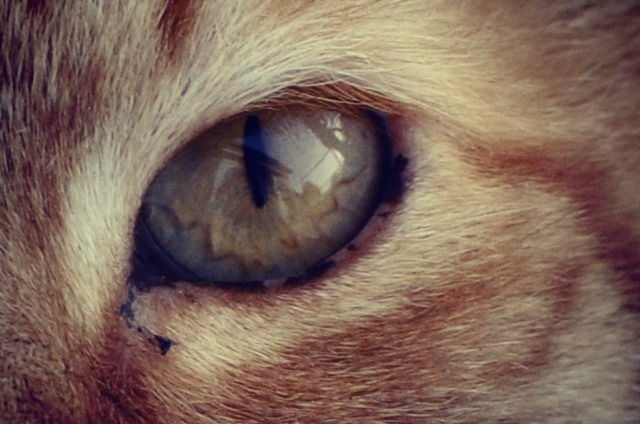 Katzenauge Foto & Bild | tiere, haustiere, katzen Bilder auf fotocommunity