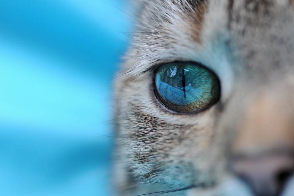 Katzenauge Foto & Bild | tiere, haustiere, katzen Bilder auf fotocommunity