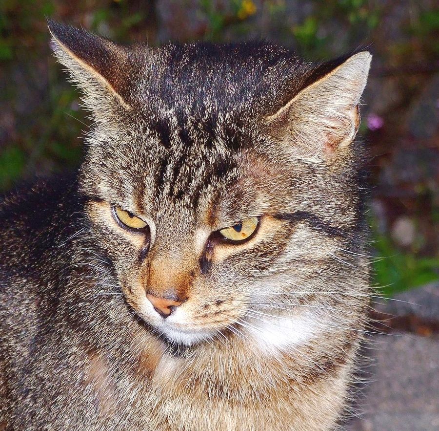 Katzenauge sei wachsam