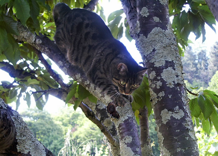 Katzenaugen