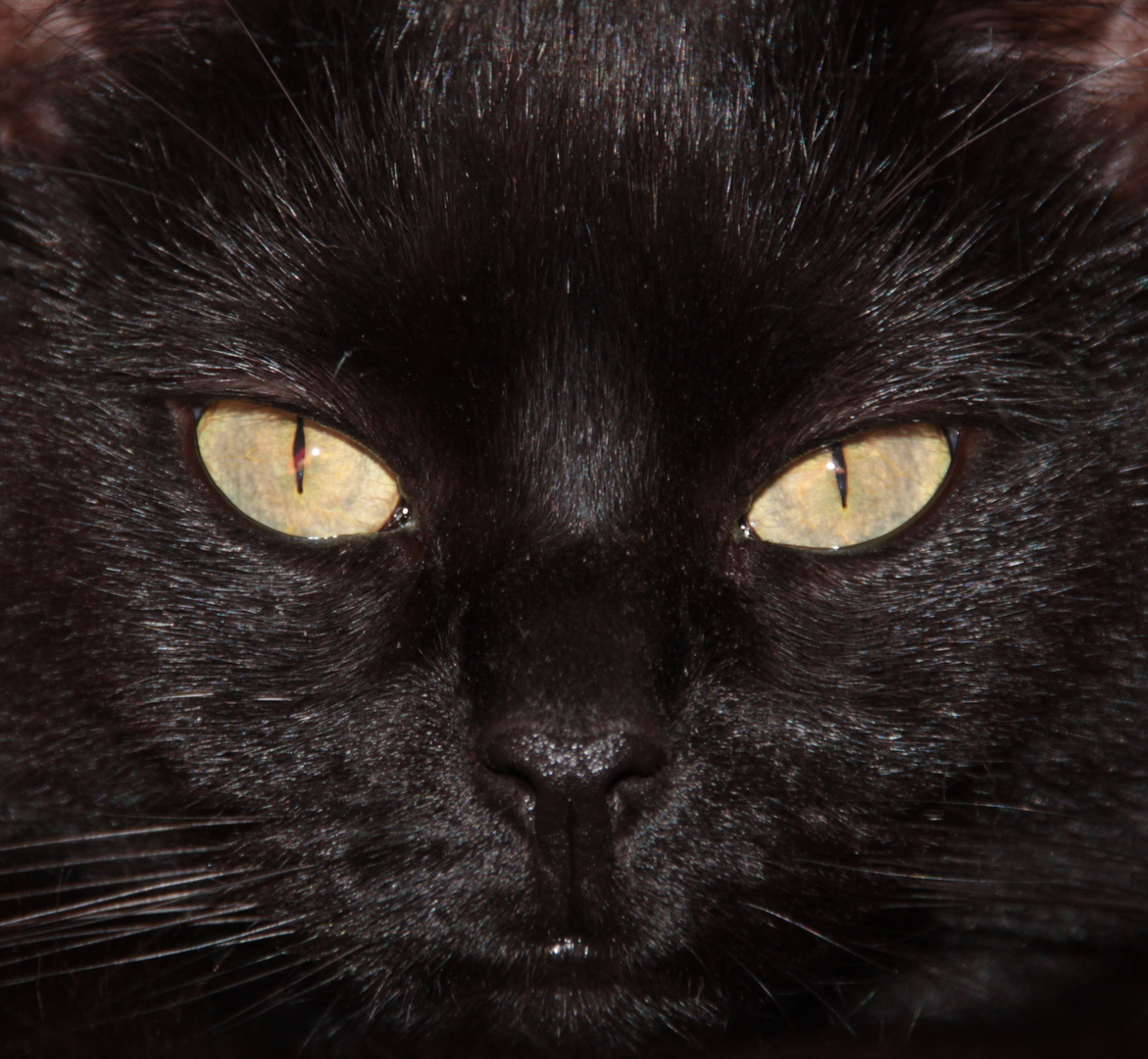 Katzenaugen Foto &amp; Bild | tiere, augen, katze Bilder auf fotocommunity