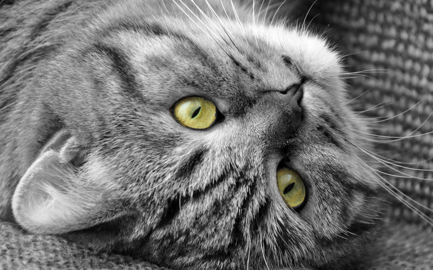 Katzenaugen Foto &amp; Bild | tiere, haustiere, katzen Bilder auf fotocommunity