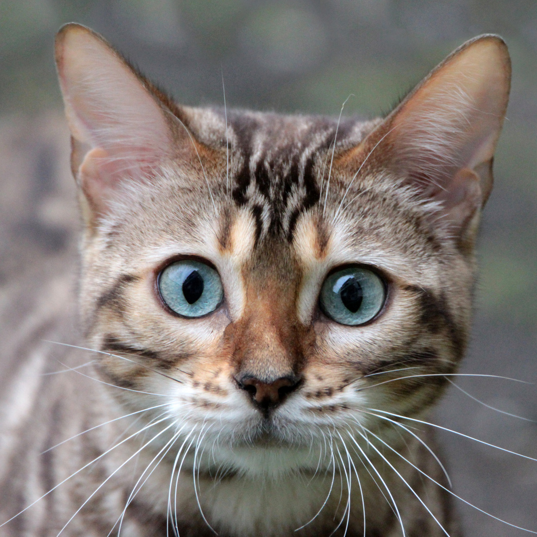 Katzenaugen Foto &amp; Bild | wasser, auge, natur Bilder auf fotocommunity