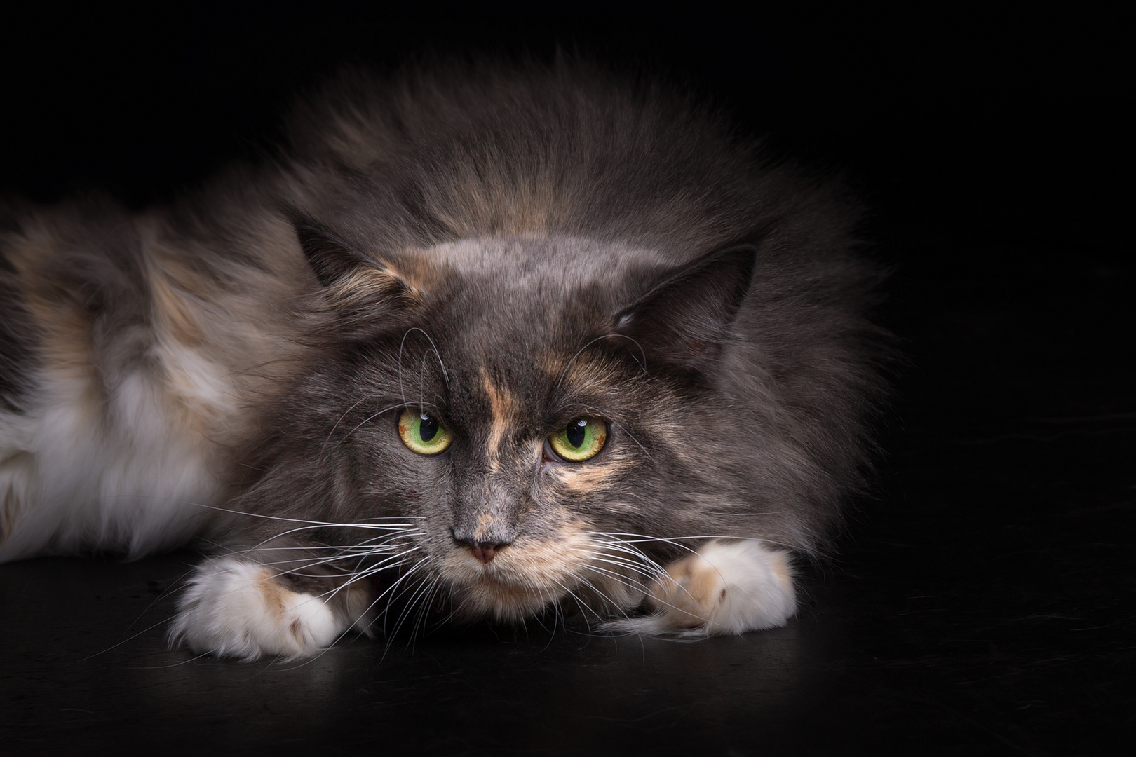 Katzenaugen Foto &amp; Bild | tiere, haustiere, katzen Bilder auf fotocommunity