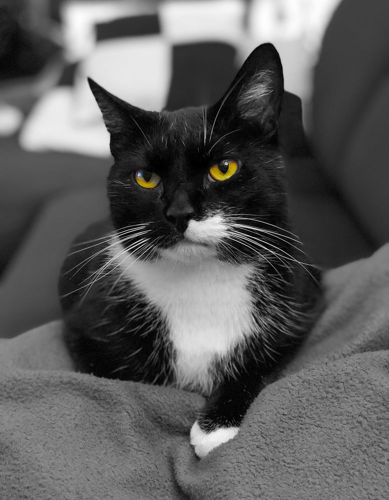 Katzenaugen Foto & Bild | Tiere, Haustiere, Katzen Bilder Auf Fotocommunity
