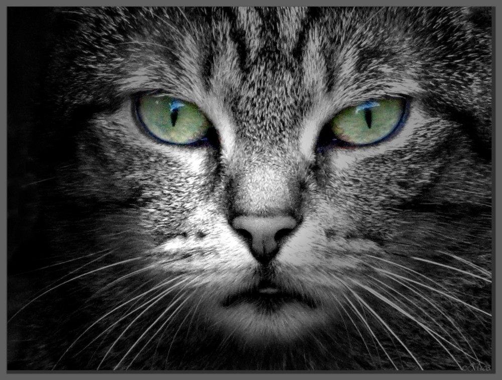 Katzenaugen Foto &amp; Bild | colorkey, bearbeitungs - techniken, tiere