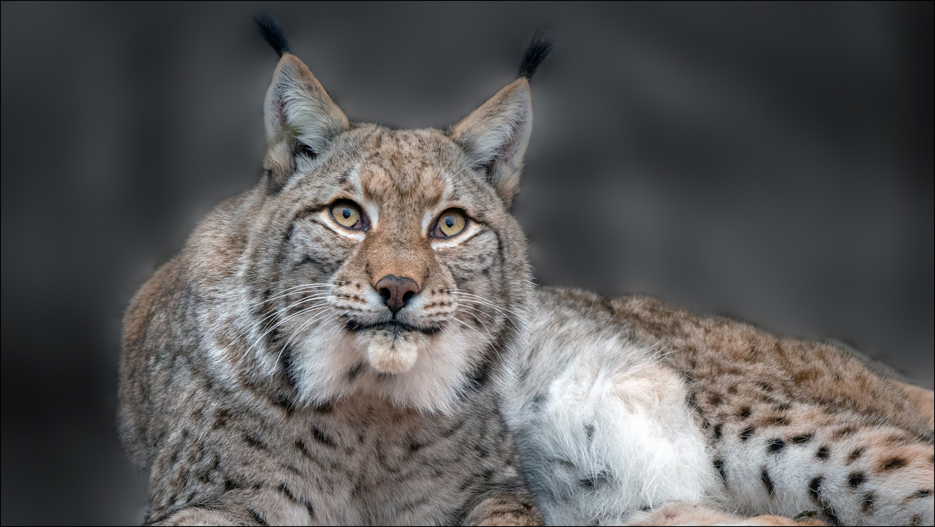 Katzenaugen