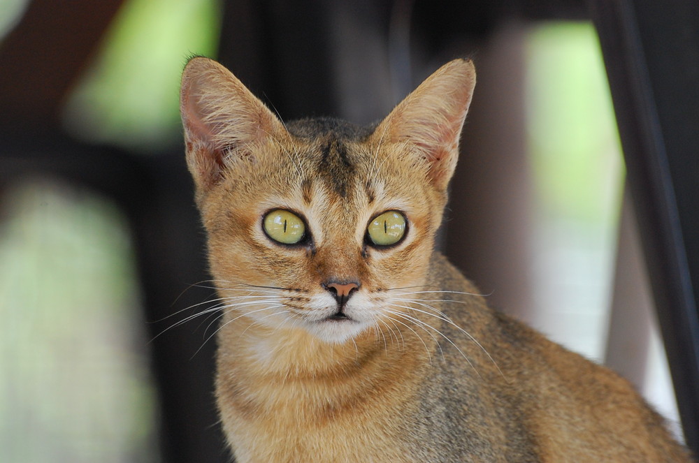 Katzenaugen