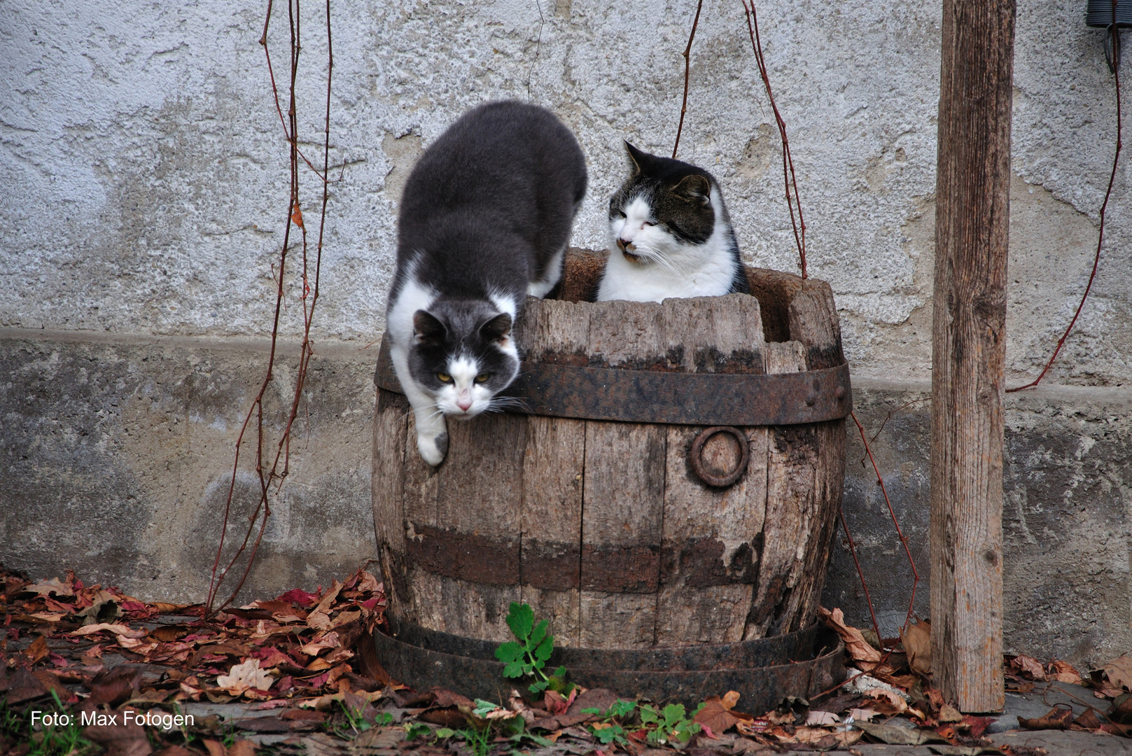 Katzenaugen