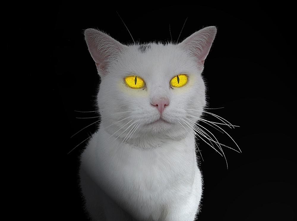 Katzenaugen