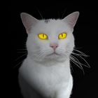 Katzenaugen