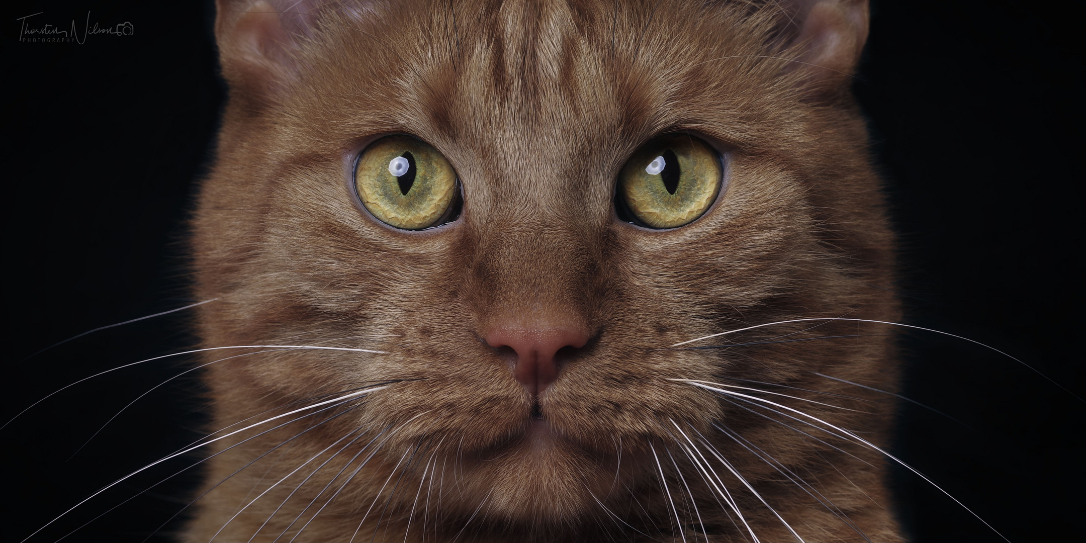 Katzenaugen Foto &amp; Bild | tiere, haustiere, katzen Bilder auf fotocommunity