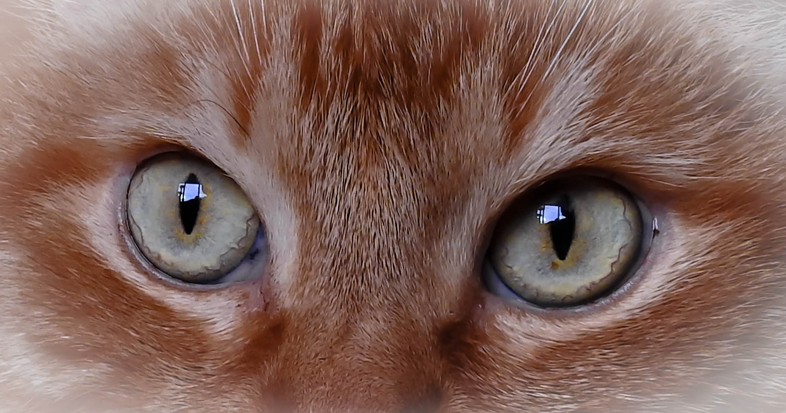 Katzenaugen Foto &amp; Bild | natur, katzen, augen Bilder auf fotocommunity