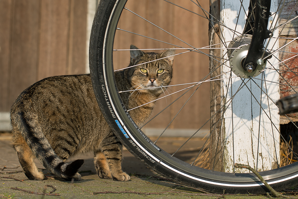 Katzenaugen