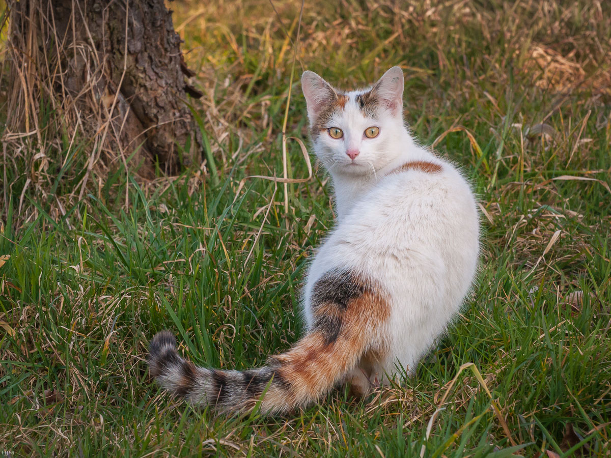 Katzenaugen