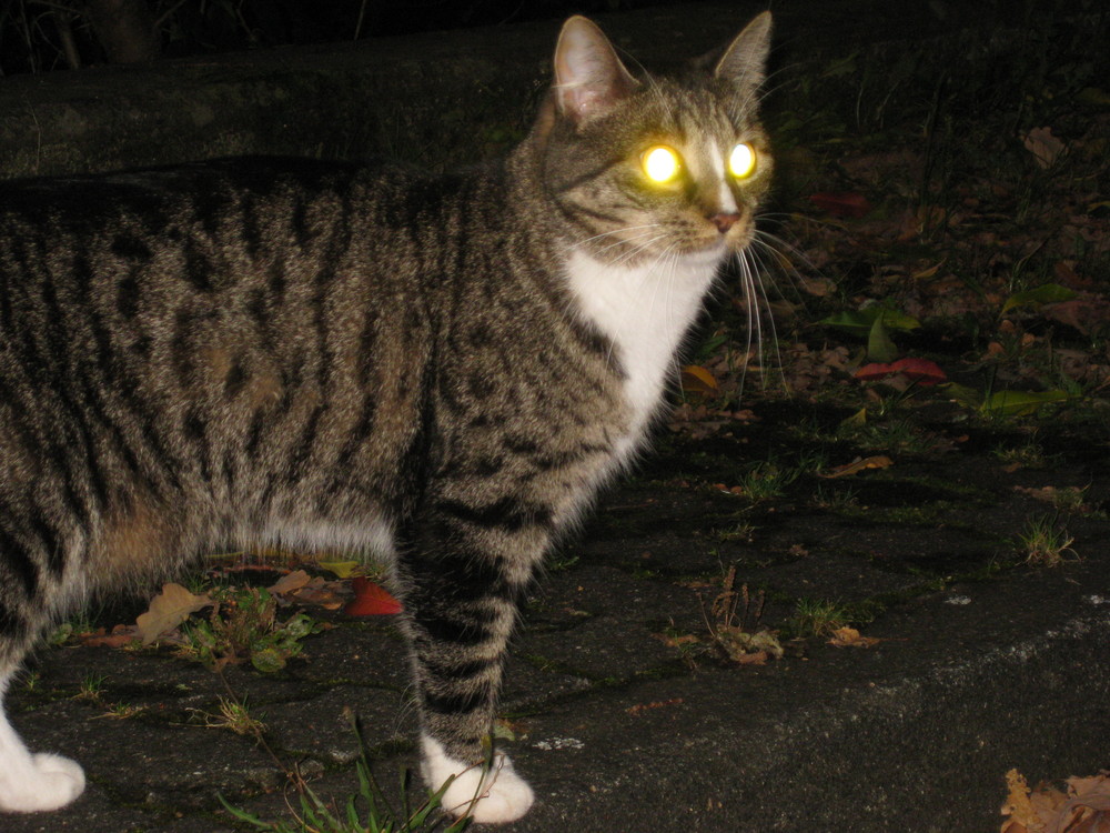 Katzenaugen