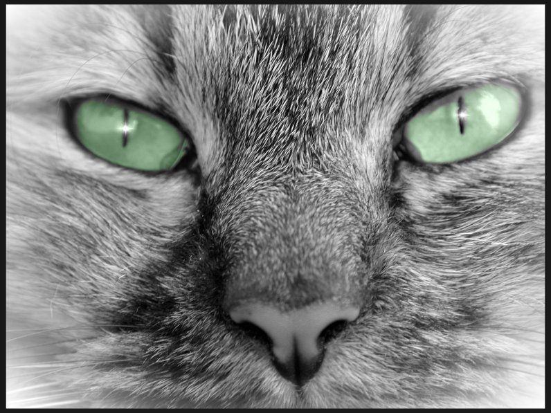 Katzenaugen