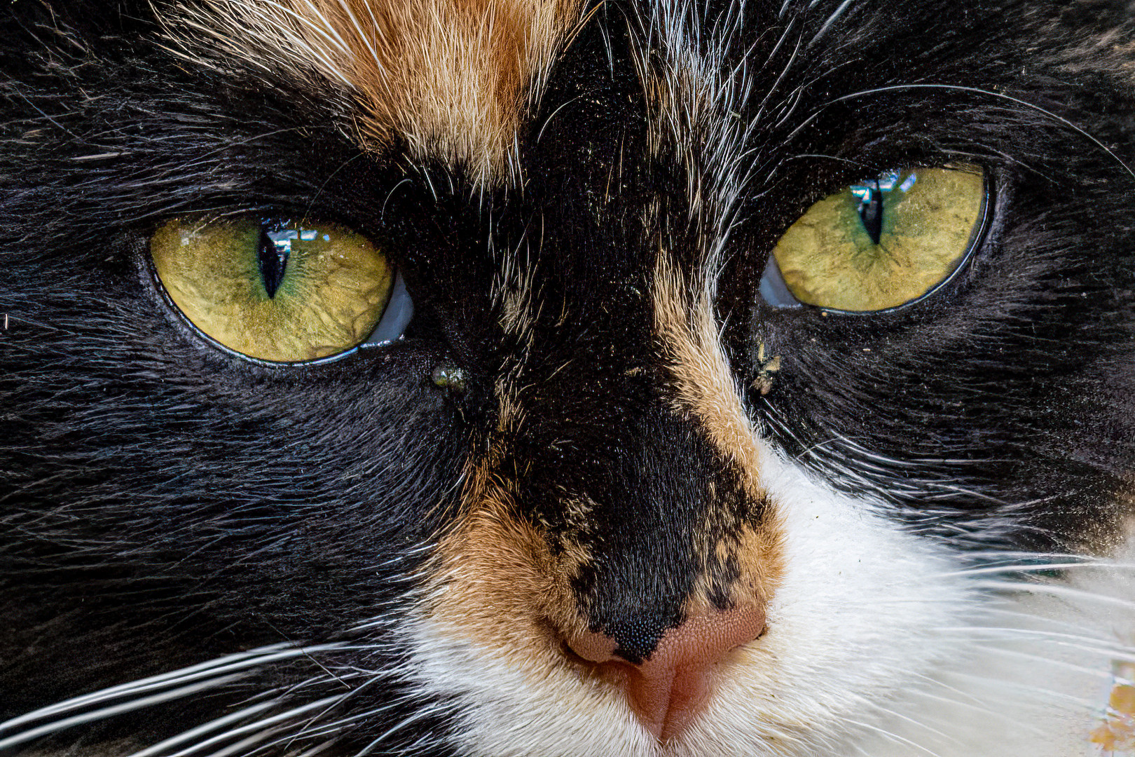 Katzenaugen Foto & Bild | tiere, haustiere, katzen Bilder auf fotocommunity Katzenaugen Foto & Bild | tiere, haustiere, katzen Bilder auf fotocommunity