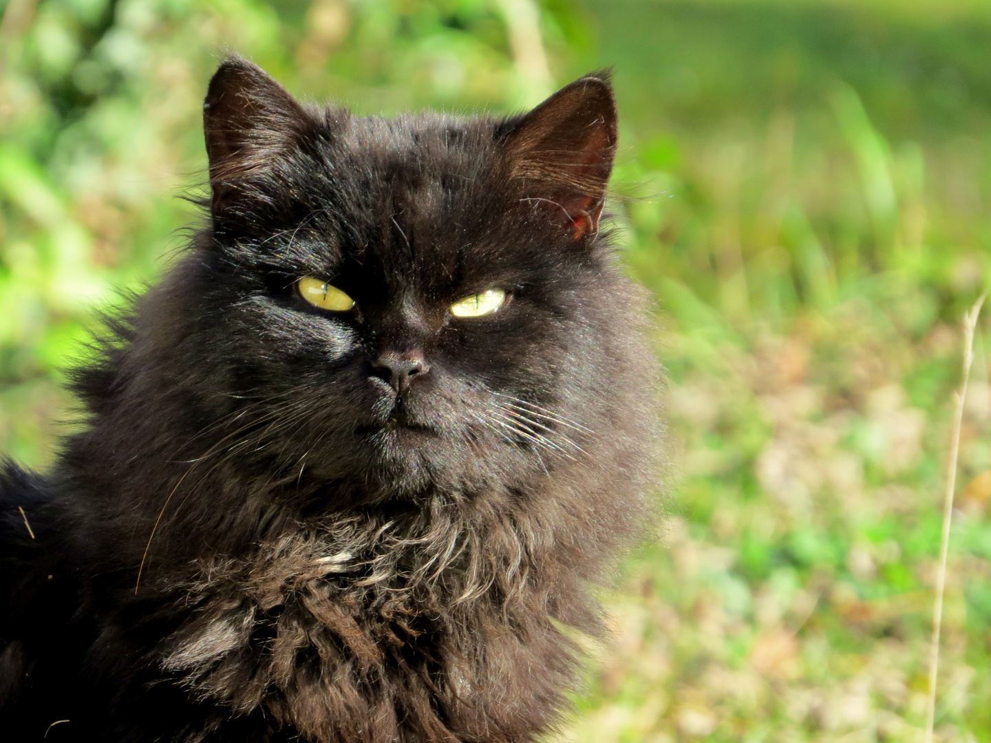 Katzenaugen Foto &amp; Bild | tiere, haustiere, katzen Bilder auf fotocommunity