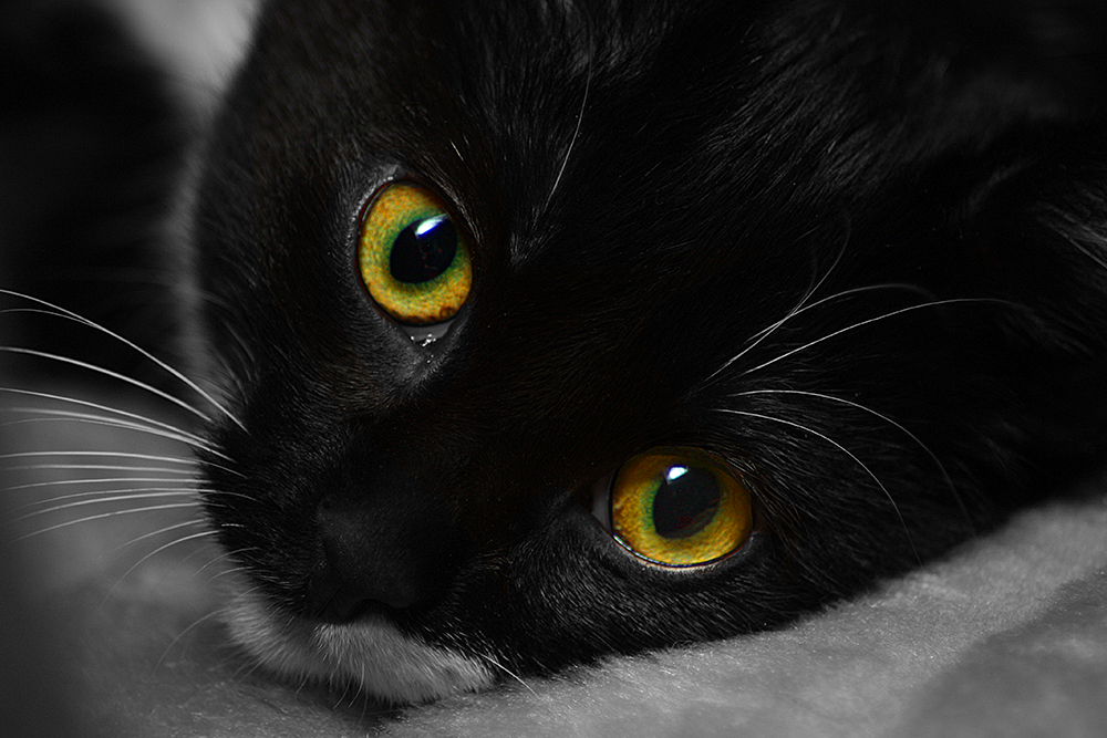 Katzenaugen Foto &amp; Bild | grün, gelb, auge Bilder auf fotocommunity
