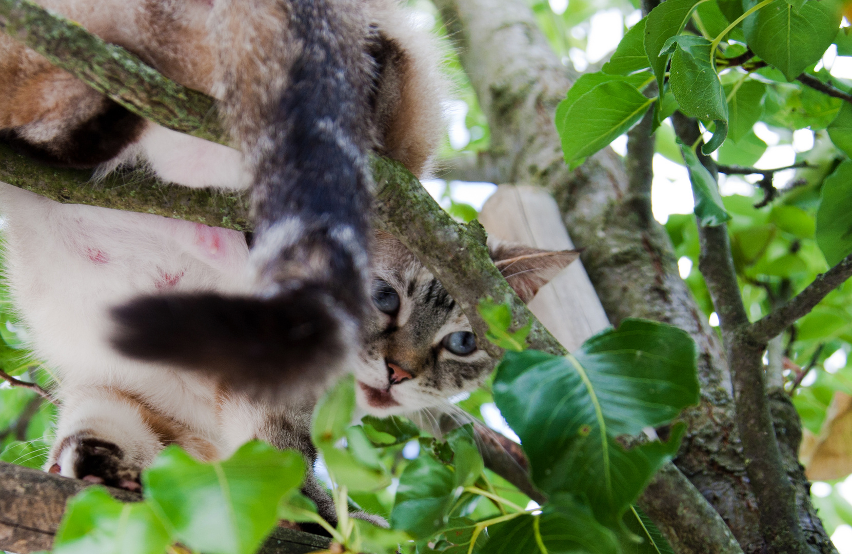 Katzenaugen