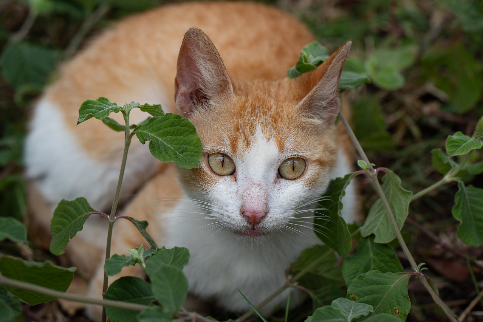 Katzenaugen