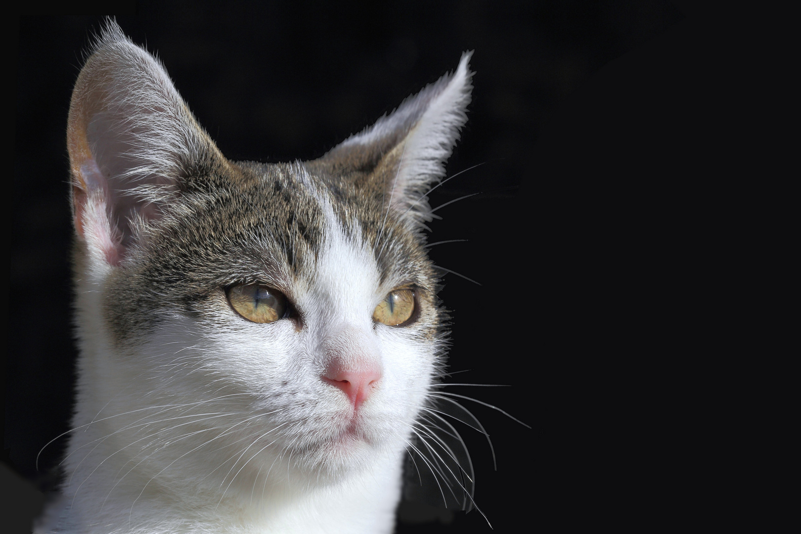 Katzenaugen Foto &amp; Bild | tiere, haustiere, katzen Bilder auf fotocommunity
