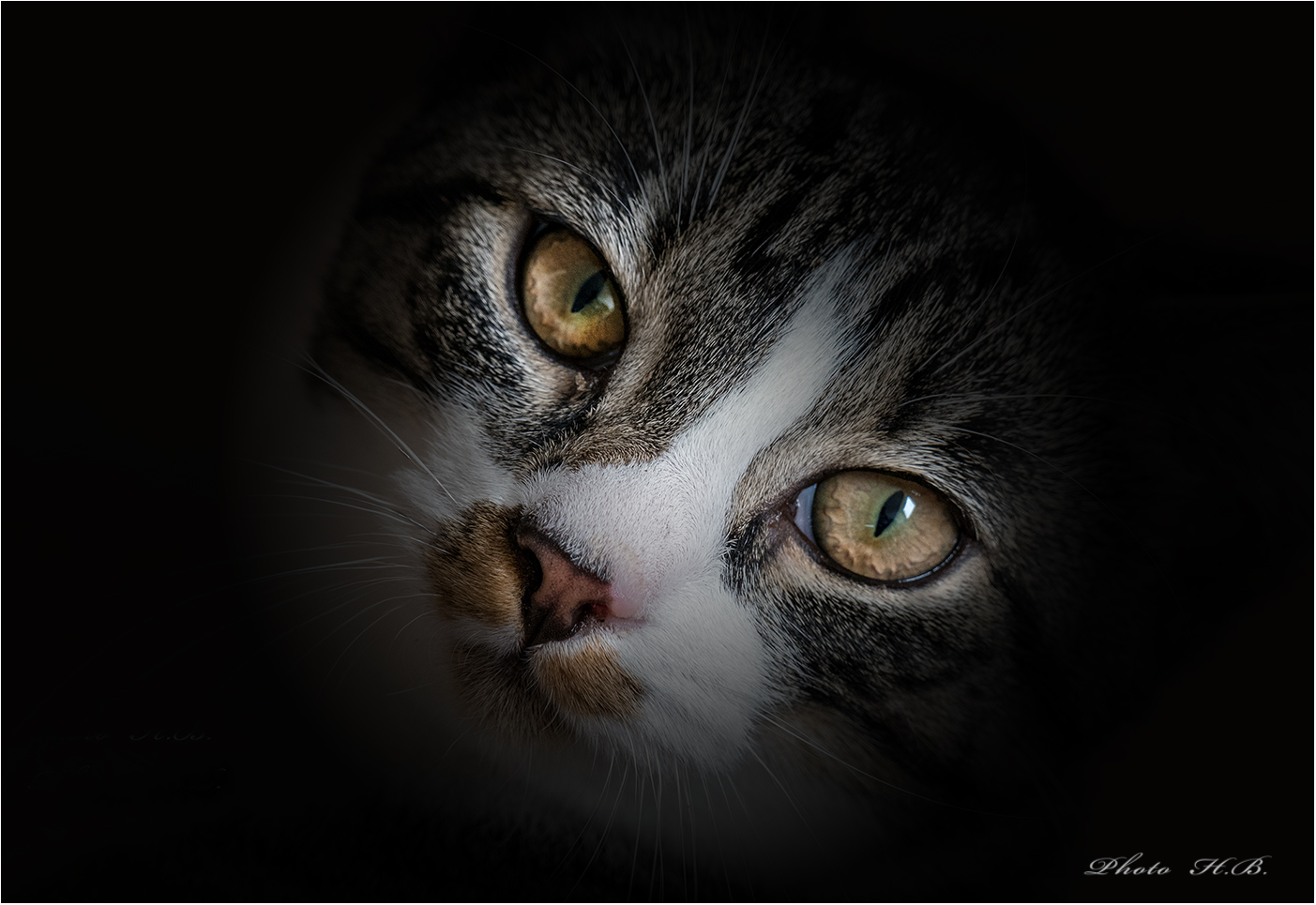 ~~ KATZENAUGEN ~~ Foto &amp; Bild | fotos, spezial, makro Bilder auf