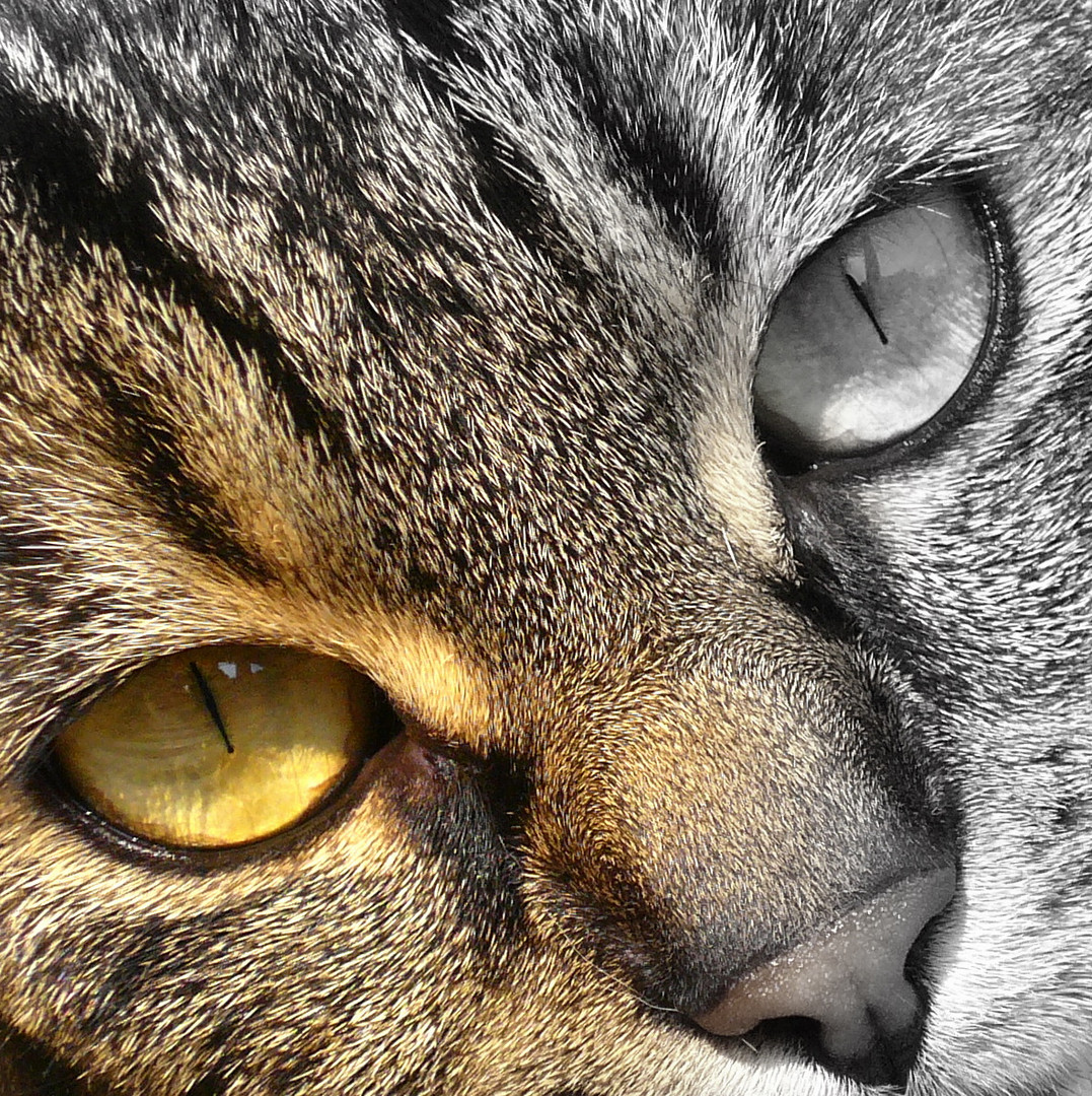 Katzenaugen Foto &amp; Bild | tiere, tierdetails, natur Bilder auf