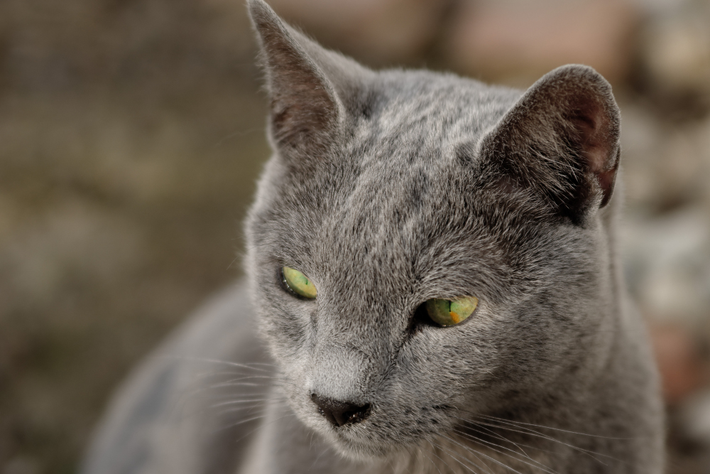 katzenaugen