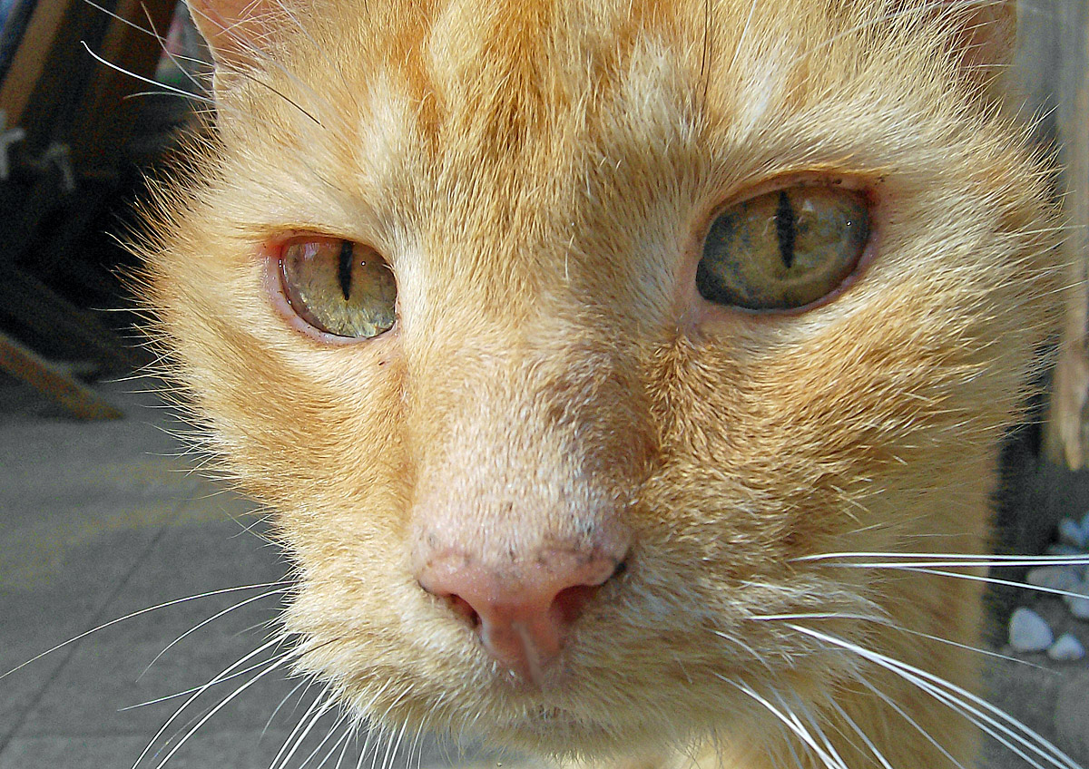 Katzenaugen Foto &amp; Bild | natur, katze, katzen Bilder auf fotocommunity
