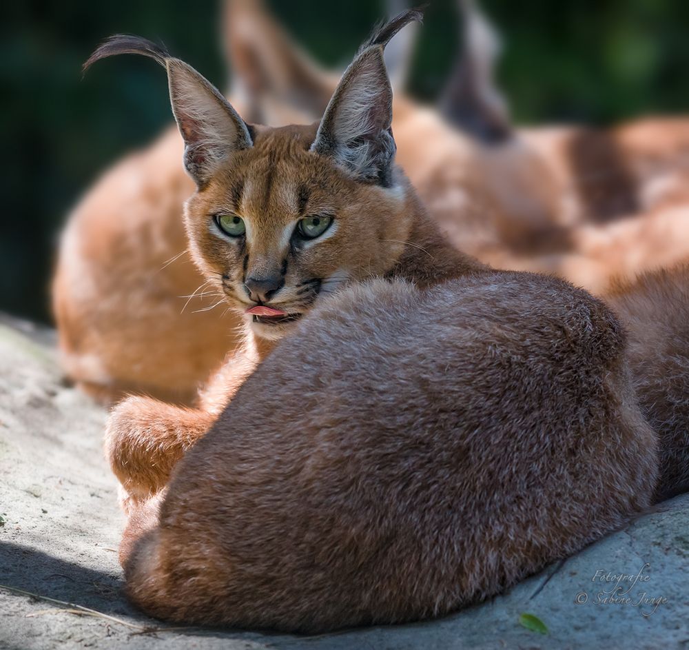 Katzenaugen