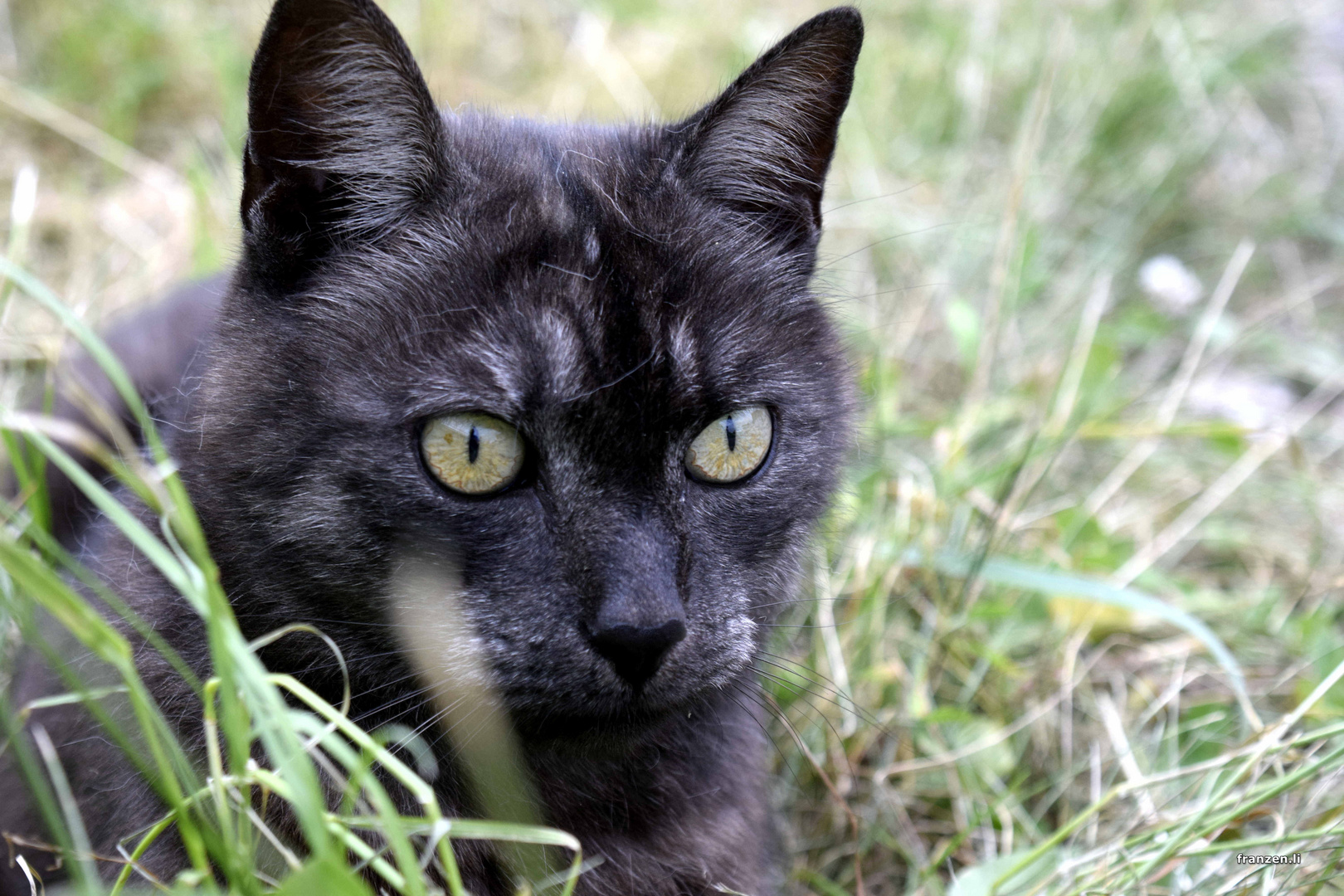 Katzenaugen