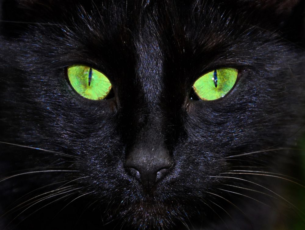 KatzenAugenBlick Foto & Bild | art, spezial, outdoor Bilder auf fotocommunity
