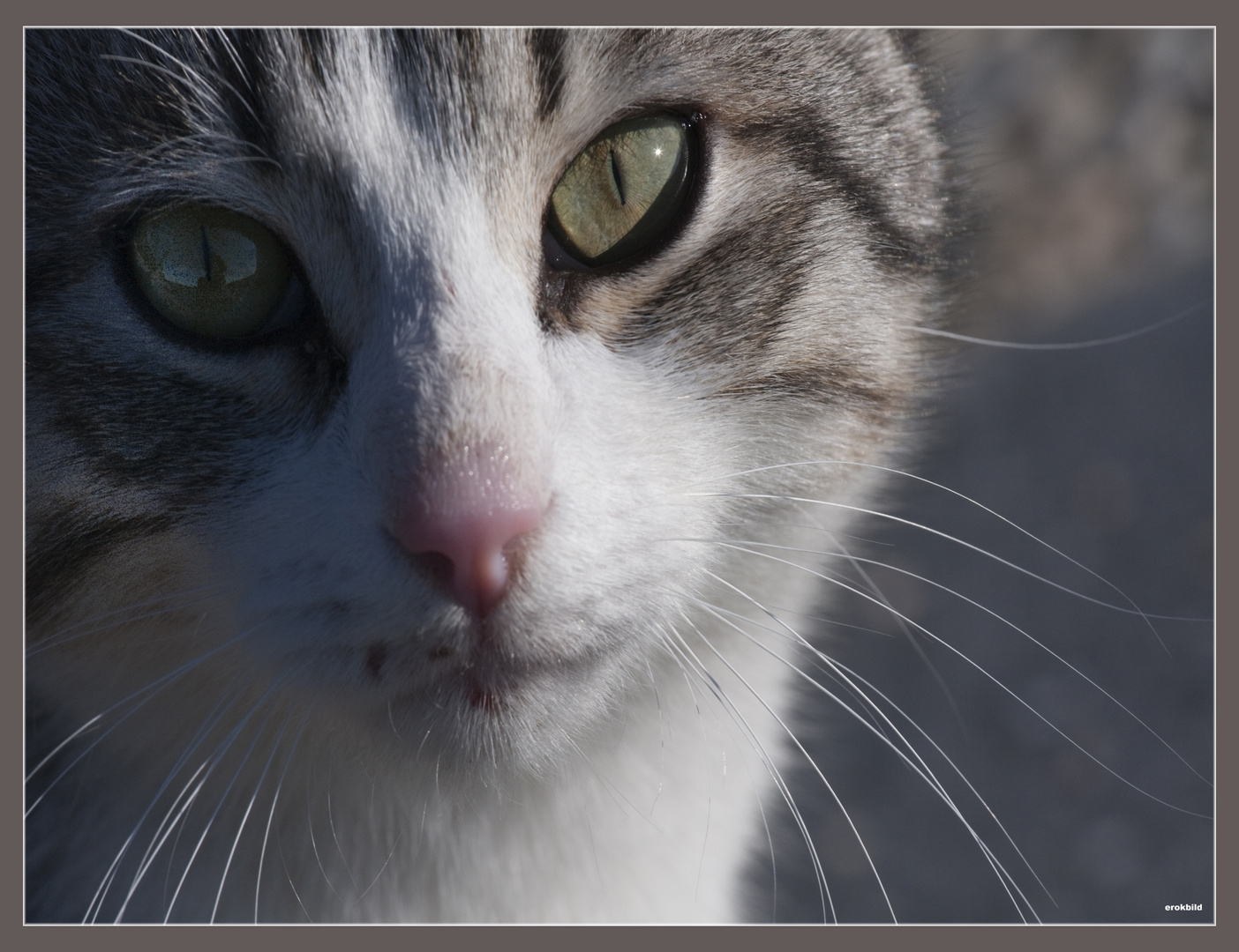 Katzenaugen_Blicke Teil2-Katzenblick 4