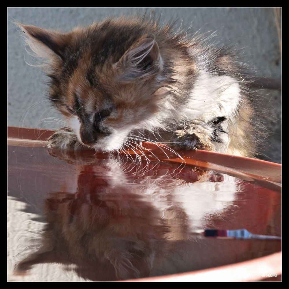 Katzenaugen_Blicke-Zausel1