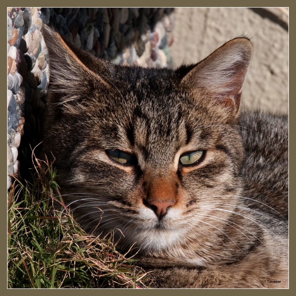 Katzenaugen_Blicke_grauer Tiger, beim Schlafen gestört