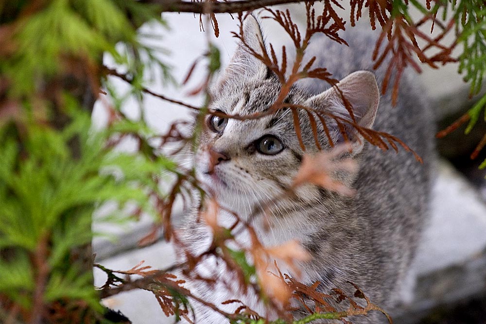 Katzenbabies 2