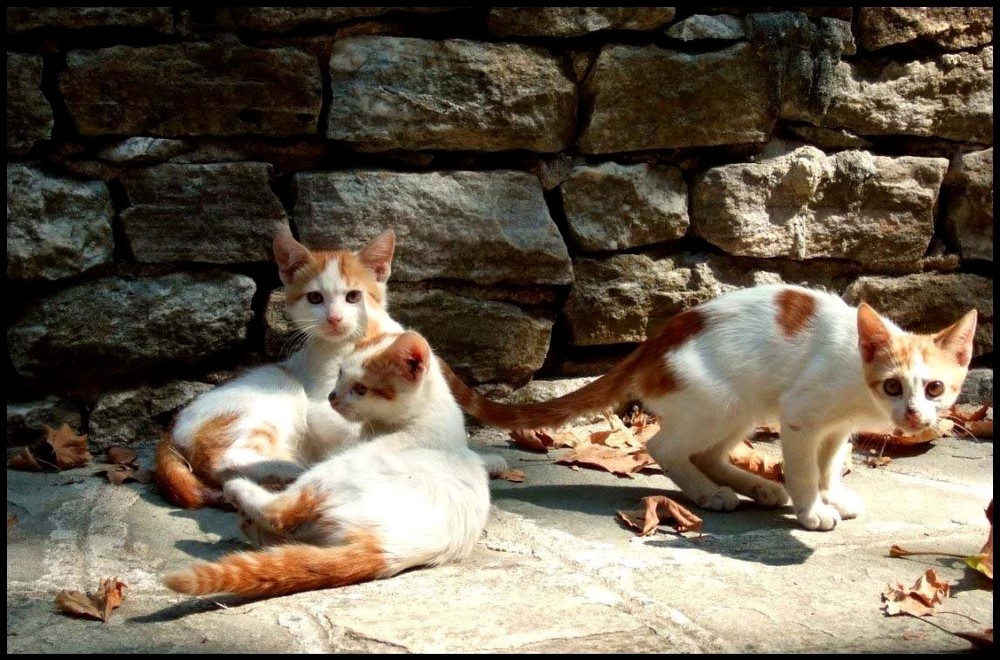 Katzenbabies in Thassos