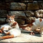 Katzenbabies in Thassos