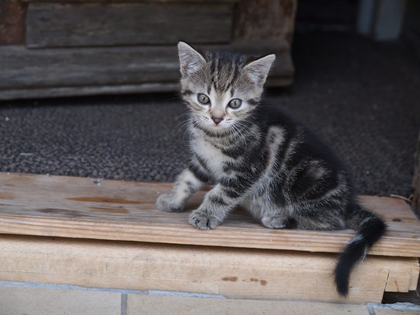 Katzenbaby 2 Foto & Bild | tiere, tierkinder, katzen Bilder auf