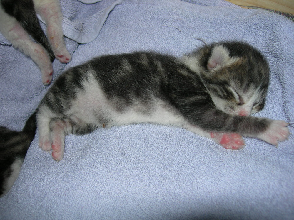 Katzenbaby 2 tage alt Foto & Bild tiere, haustiere, katzen Bilder auf