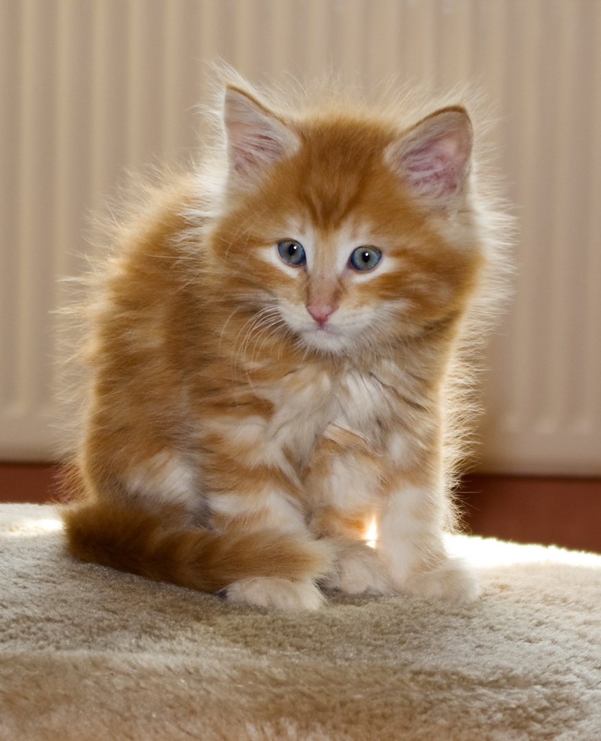 Katzenbaby Foto & Bild | tiere, haustiere, katzen Bilder auf fotocommunity