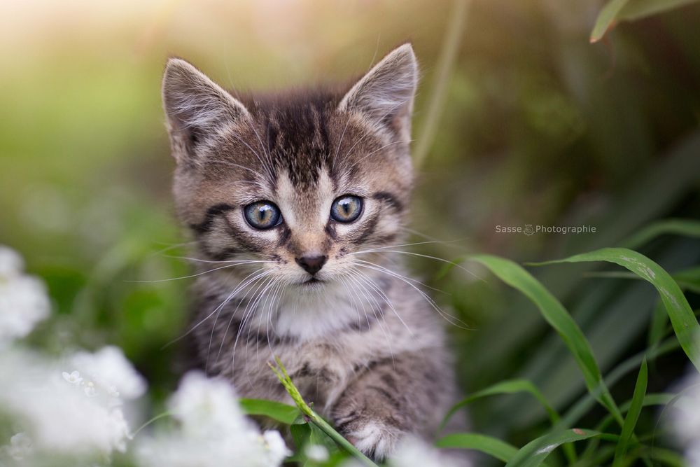 Baby Katzen Berlin Baby Katzen Berlin