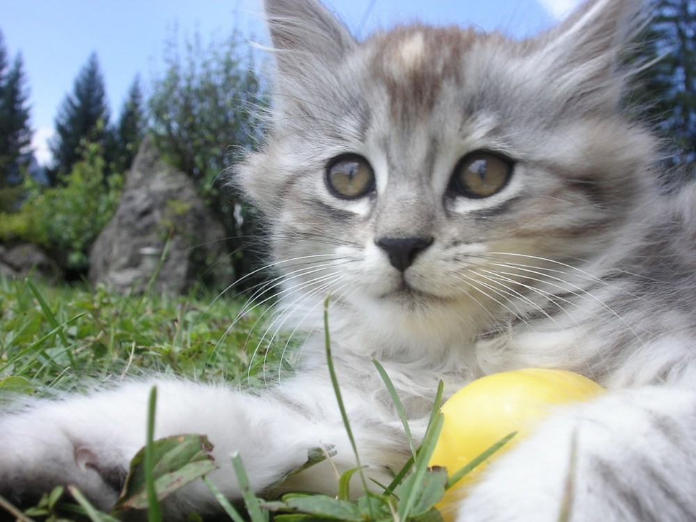 Katzenbaby am Weissensee