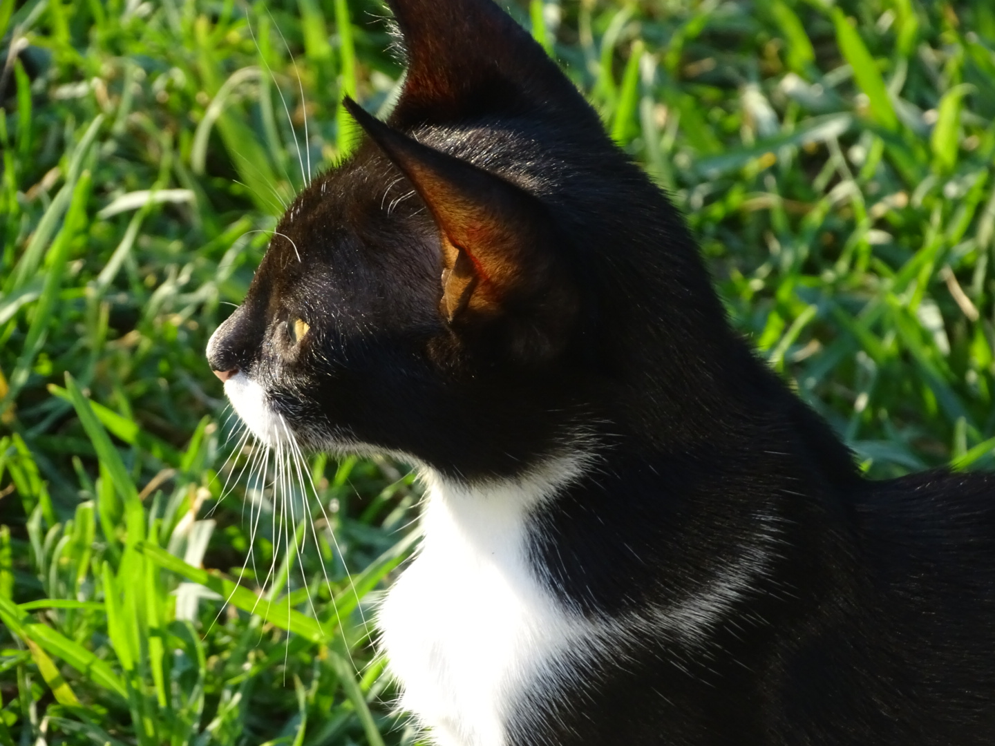 Katzenbaby auf Kreta