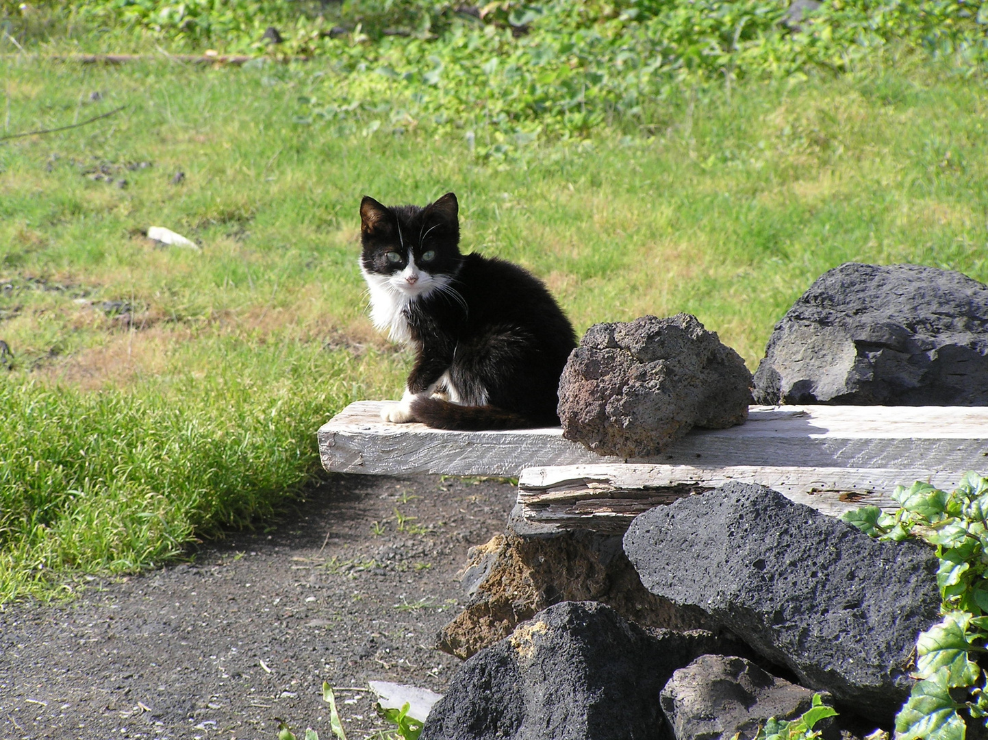 Katzenbaby auf La Palma (Kanaren)